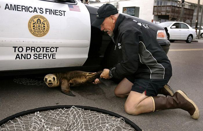 Warranty Void If Seal Is Broken. The look on the seal's face is priceless.