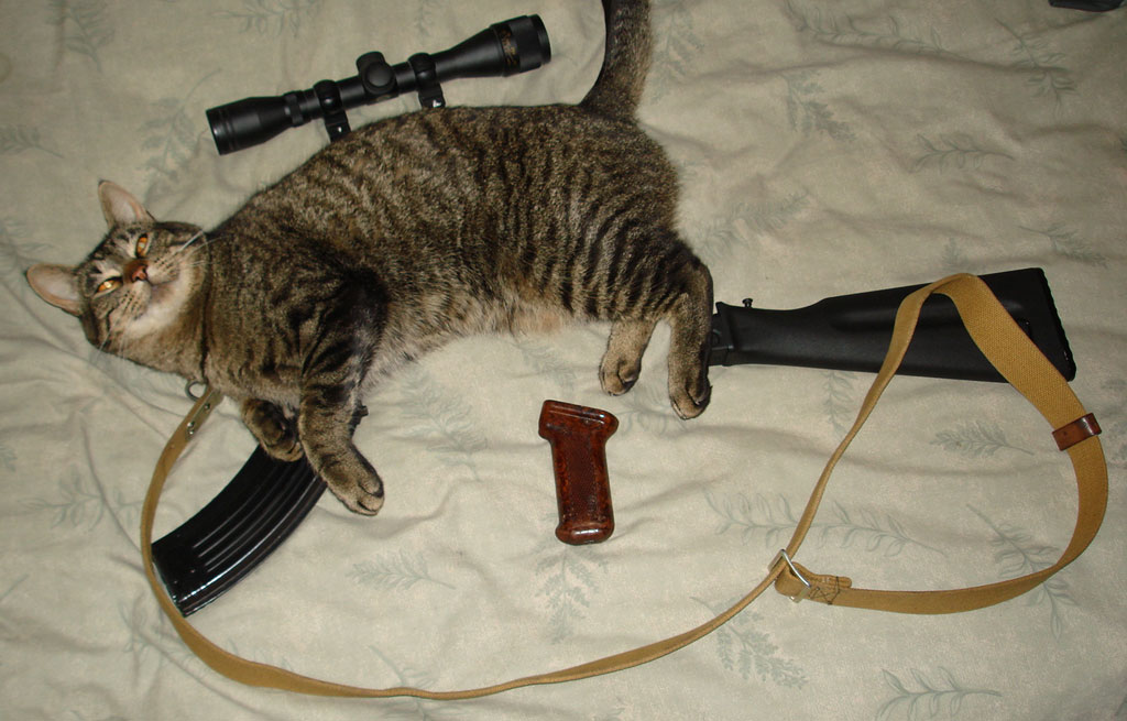 Kalashnikitty-AK47-Cat.jpg