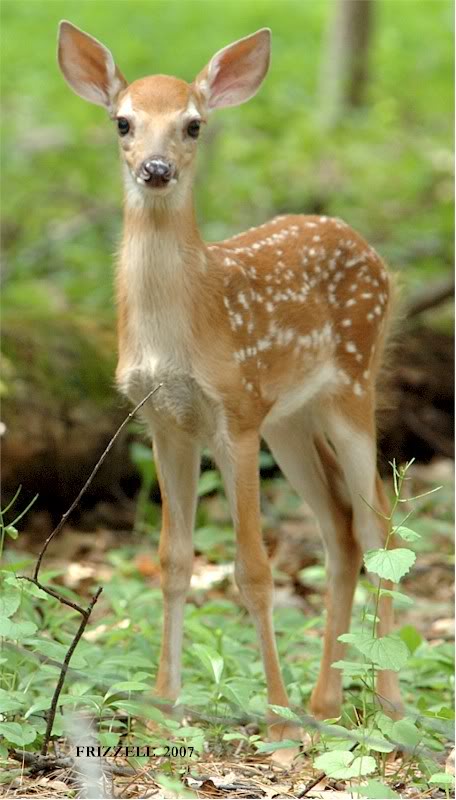 deer-fawn
